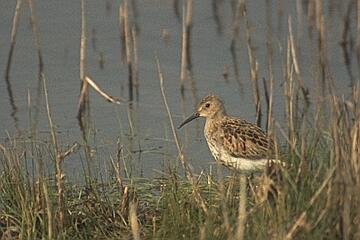 Dunlin. Photo, 17K Jpeg