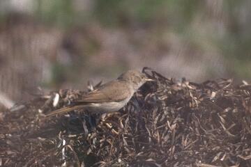 Desert Warbler. Photo, 14K Jpeg