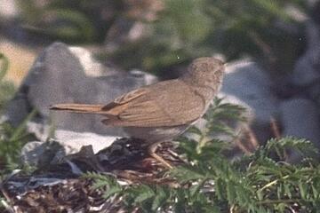 Desert Warbler. Photo, 16K Jpeg