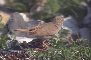 Desert Warbler. Photo, 16K Jpeg