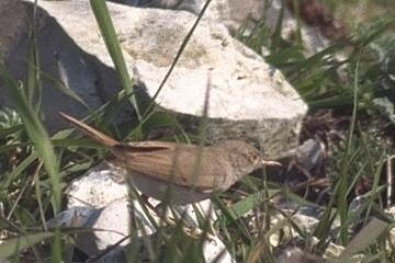 Desert Warbler. Photo, 19K Jpeg