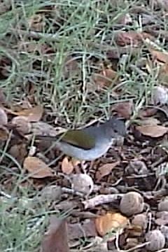 Grey-backed Camaroptera (Bleating Warbler). Video frame, 25K Jpeg