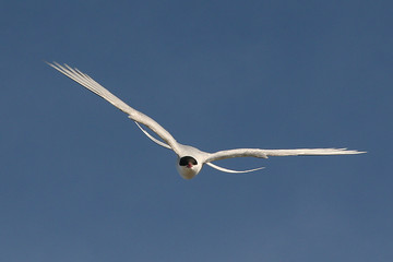 Arctic Tern. 9K Jpeg