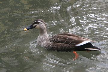 Eastern Spot-billed Duck. 20K Jpeg