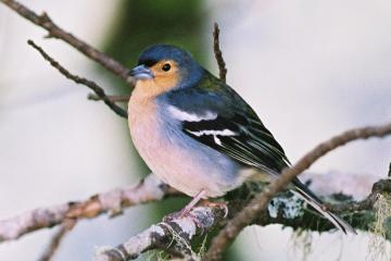 Madeiran Chaffinch. Photo, 13K Jpeg