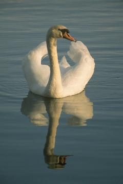 Mute Swan. Photo, 8K Jpeg