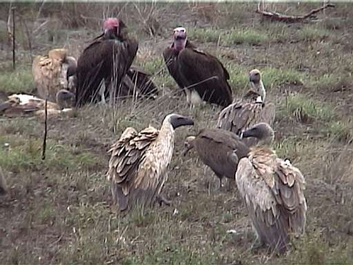 Three species of vultures: Lappet-faced Vulture, White-backed Vulture, Hooded Vulture. Video frame, 36K Jpeg