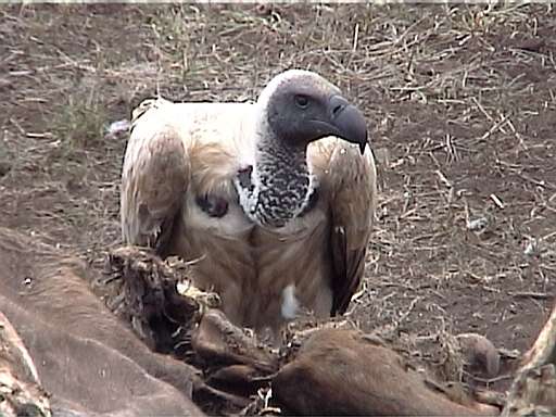 White-backed Vulture at Buffalo carcass. Video frame, 38K Jpeg